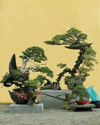 art du bonsaï