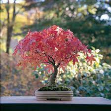 erable bonsai exterieur