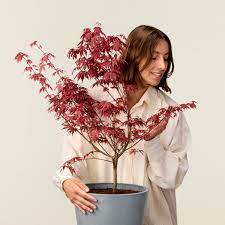 erable du japon bonsai exterieur