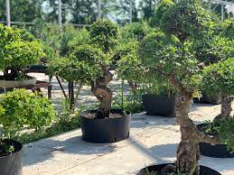 grand bonsai exterieur