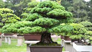 gros bonsai exterieur