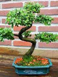 achat bonsai exterieur