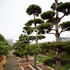 arbre bonsai exterieur