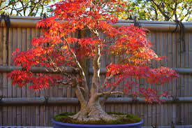 bonsai exterieur erable du japon