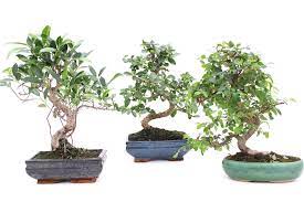 bonsai exterieur ou interieur