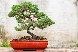 entretien bonsai exterieur