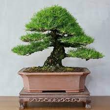 mini bonsai interieur