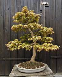 bonsai arbre exterieur