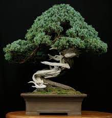 bonsai exterieur en pleine terre