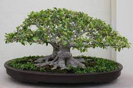 bonsai fruitier d interieur