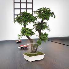 bonsai geant interieur