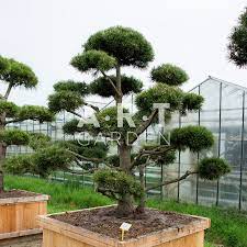 bonsai japonais