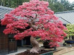 bonsaï japonais extérieur