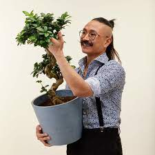 achat bonsai interieur