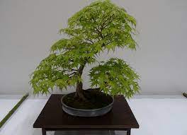 bonsai erable du japon en interieur