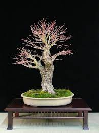 bonsai erable japonais interieur