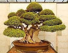 le plus vieux bonsaï du monde