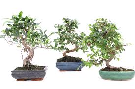 achat bonsai d intérieur