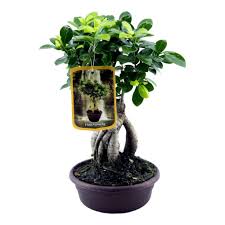 acheter bonsai en ligne