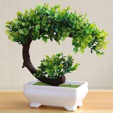 acheter un bonsai d interieur