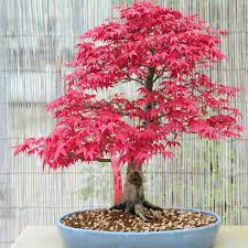 erable japonais bonsai interieur