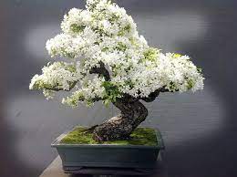 le plus beau bonsai du monde