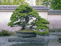le plus vieux bonsai du monde
