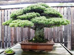 au monde du bonsai