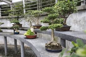 bonsai interieur resistant