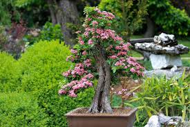 bonsai plante exterieur