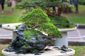 plante bonsai exterieur