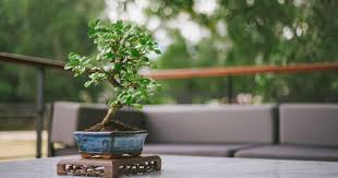 vente de bonsai exterieur