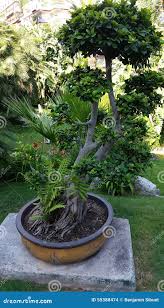 bonsai géant