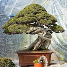 bonsai geant