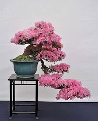 cerisier en bonsai