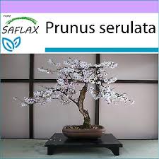 cerisier japon bonsai