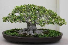 ficus bonsai exterieur