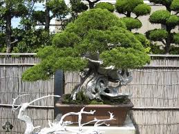 grand bonsai