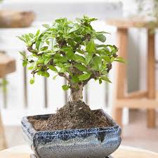 jardinerie bonsai