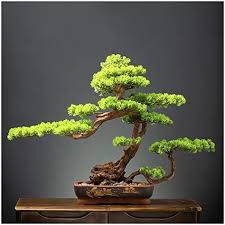 petit bonsai artificiel