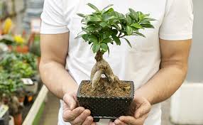 terre pour bonsaï ficus