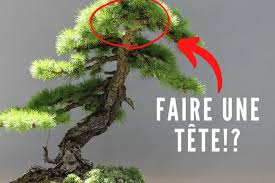 conseil bonsai