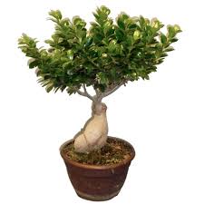 grand bonsai ficus