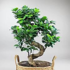 grand bonsai ficus ginseng