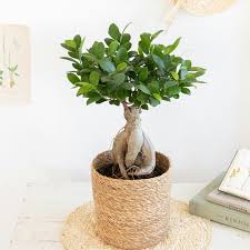 petit ficus ginseng