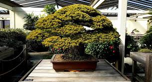 plus vieux bonsai