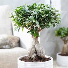 prix bonsai ficus