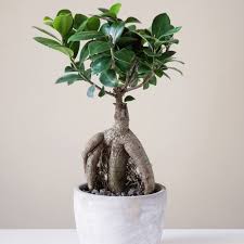 prix bonsai ficus ginseng