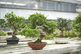 soins bonsai ficus