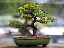 terre bonsai ficus